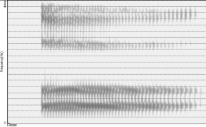 Spectrogramme de la voyelle [ɔ]