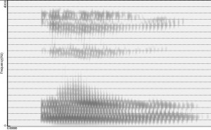 Spectrogramme de [u]